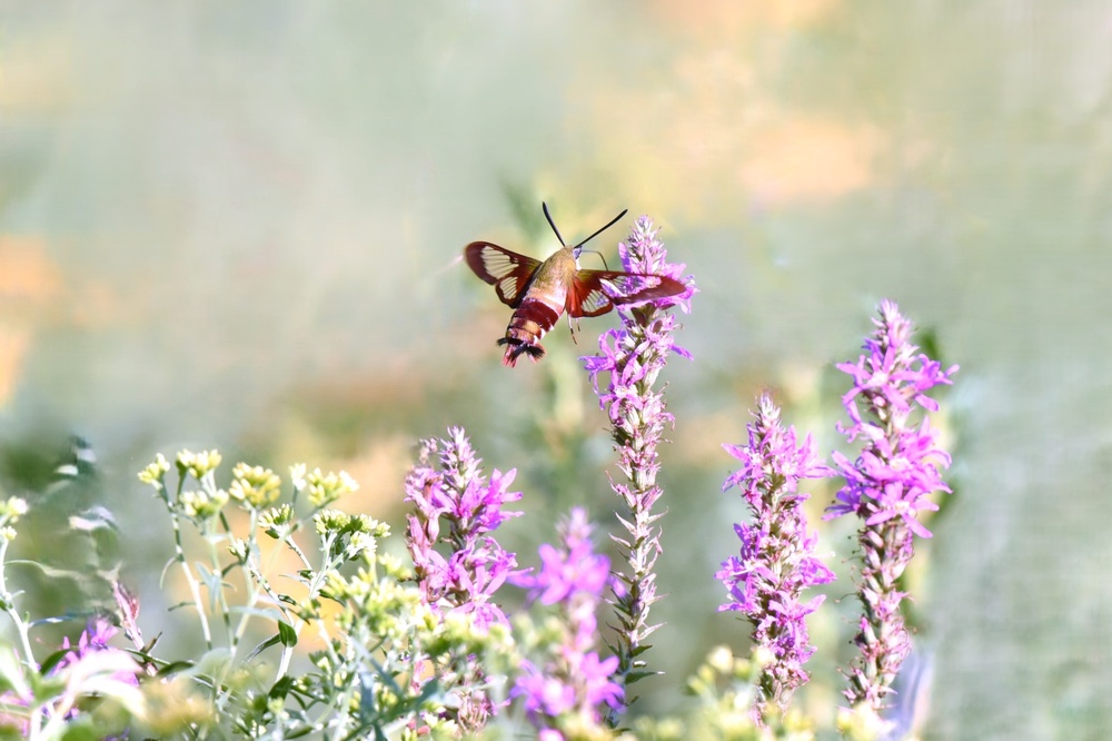 Snowberry,Clearwing,Moth,Hovering,While,Collecting,Nectar